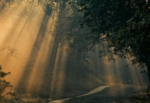 VVV Zomeravondwandeling in NP De Meinweg - 5 augustus 2026